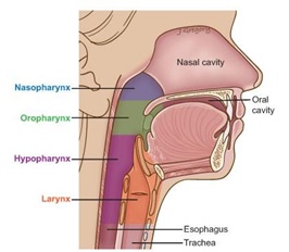 hypopharynx